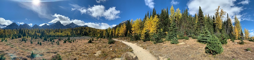 An outstanding image of the Sentinel Pass hiking trail in Banff during the stunning yellow larch season, showcasing the mesmerizing beauty of the Canadian Rockies and the thrill of outdoor adventure.
