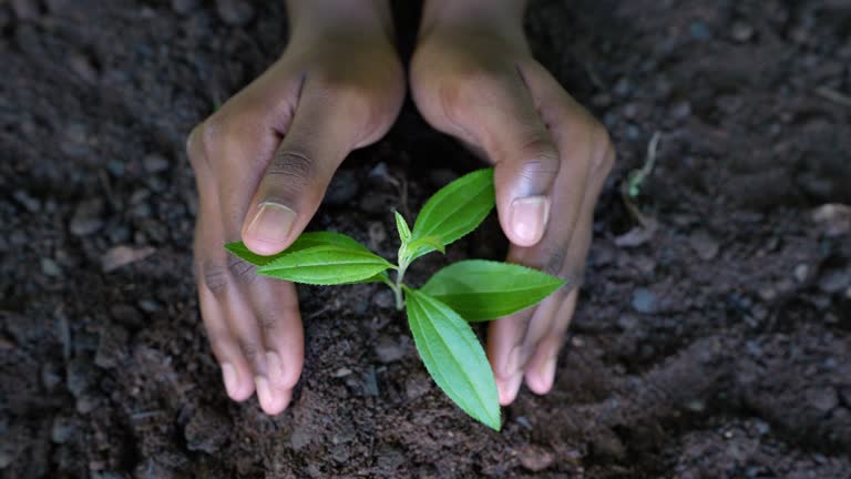 Hands growing a young plant