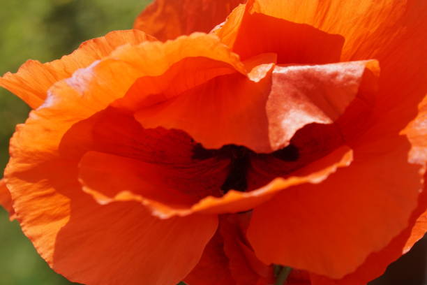 istock Milano- 25/04/2020: poppy macro photography 1462793573