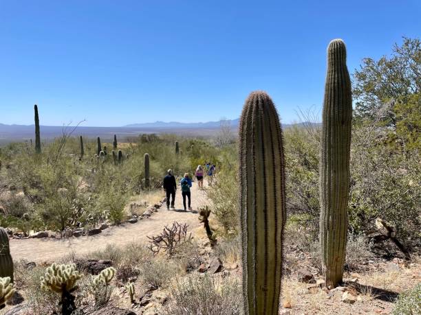 istock A March Walk in the Desert 1462796046