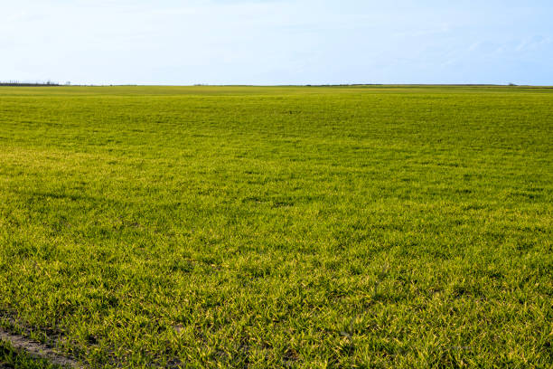 Farmland green agricultural field and car on the road in the background