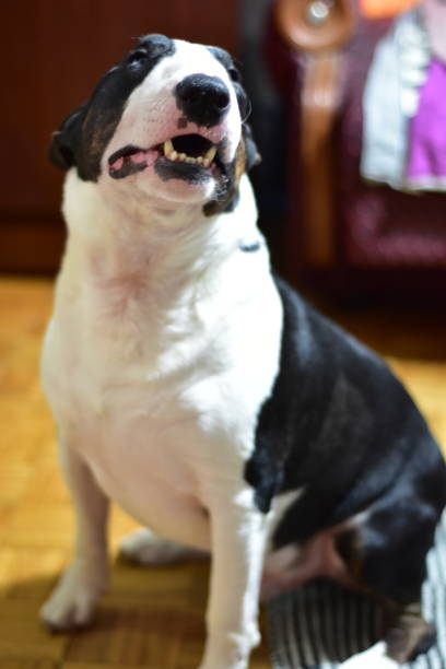 bull terrier blanco y negro con la boca entreabierta - welsh culture fotos fotografías e imágenes de stock