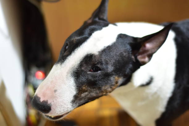 bull terrier blanco y negro con la boca entreabierta - welsh culture fotos fotografías e imágenes de stock