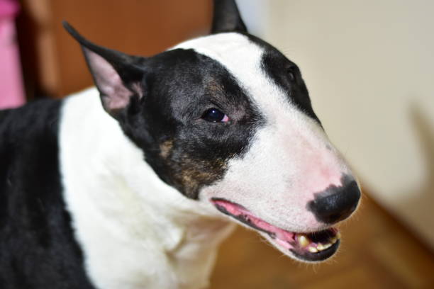 bull terrier blanco y negro con la boca entreabierta - welsh culture fotos fotografías e imágenes de stock