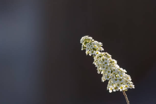 istock Spiraea white early spring flower in the garden design 1462805408