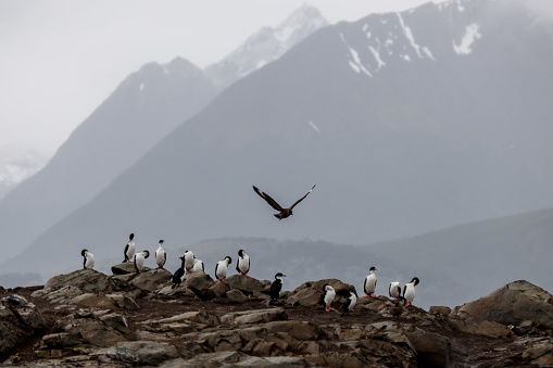 Magellanic Cormorants on one of the rocky islands in the Beagle Channel in Tierra Del Fuego, southern Argentina