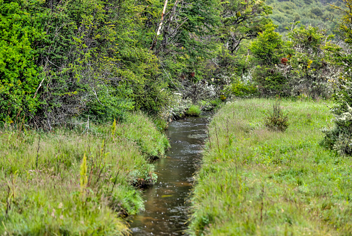 Lush greenery and waterways in Tierra del Fuego National Park along the in the Beagle Channel, Tierra del Fuego, southern Argentina