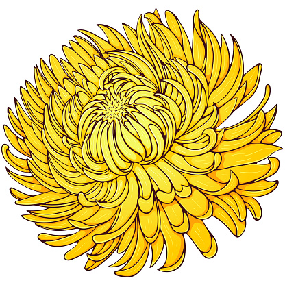 Yellow chrysanthemum flower. Vector color illustrations in hand drawn cartoon style. Flower head close up.