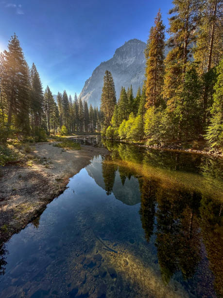 Yosemite morning - trees and granite reflected in Merced River - portrait stock photo