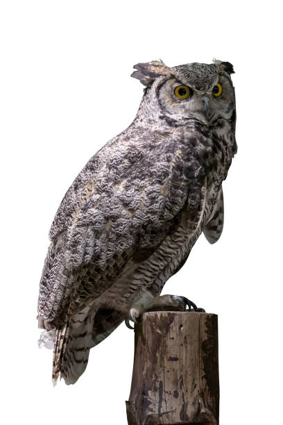 great horned owl (bubo virginianus) on white background - great white owl imagens e fotografias de stock