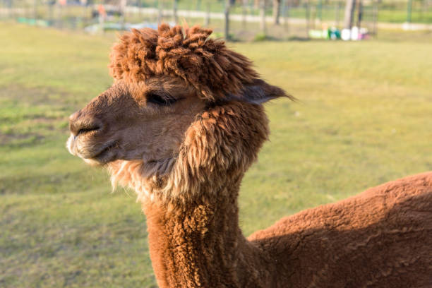 istock Brown alpaca on the farm 1462821953
