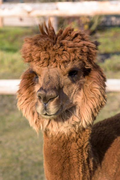 istock Brown alpaca on the farm 1462822016