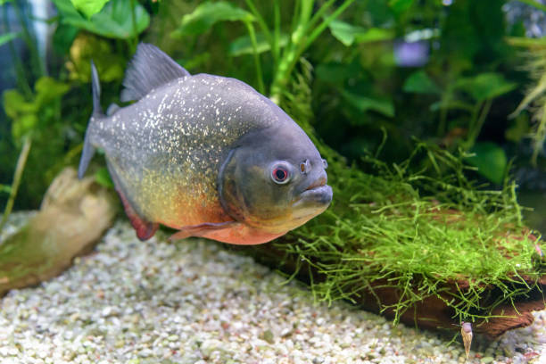 istock Red-bellied Piranha 1462822055