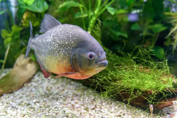 The Red-bellied piranha (Pygocentrus nattereri) freshwater fish from South America