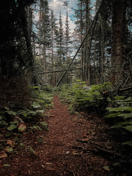 Spooky Trail in an Old Growth Forest