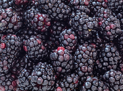 Blackberries on a green branch. Summer season, Russia. Selective focus.
