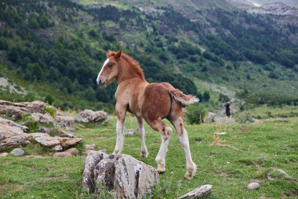 Wild horse looking at camera in high mountain