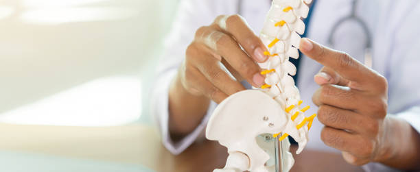 低い背中の人間の骨格を指し示す理学療法士の手を閉じて、医療コンセプトのためにオフィスで治療を受けるために患者に助言し、相談する - human spine posture back backache ストックフォトと画像