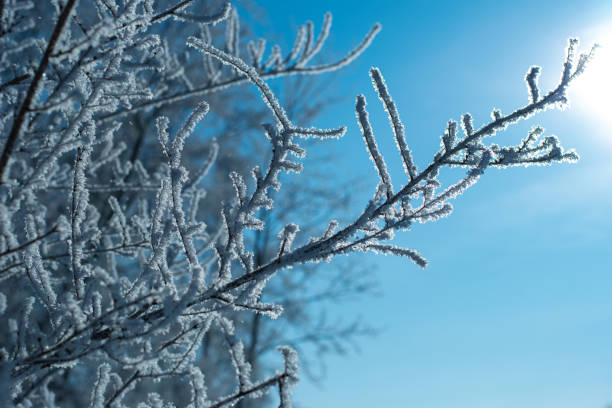 istock Frosty branches against the blue winter sky in the backlit sun. selective focus 1462826555