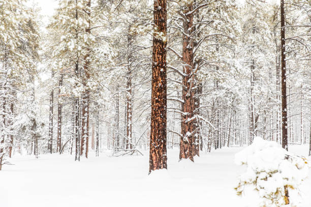 istock Trees covered in snow in winter 1462830855