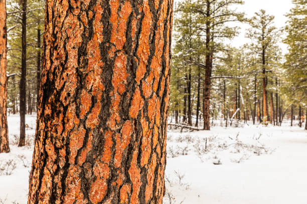 Close up of pine tree trunk textures covered in snow during winter