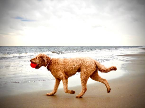 With overcast skies a red ball the day turned into a beautiful afternoon for dog and his family at the beach