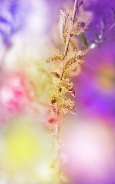 istock Close up pussy willow branches background . Spring easter pussy willow branches . Colorful nature. Vertical banner 1462837730