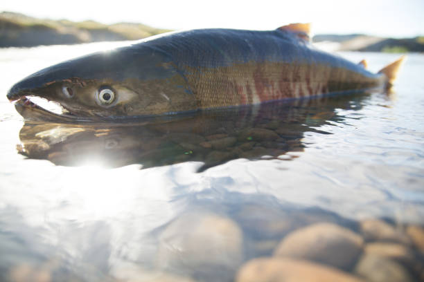salmon swim upstream in Japan