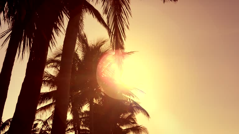 Palm tress over sky at tropical island