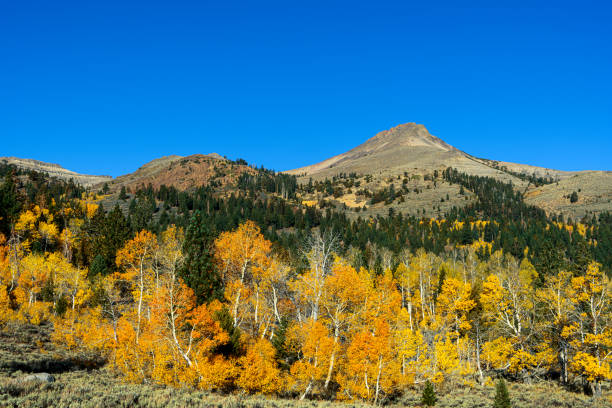 istock Hope Valley Fall Colors in the Sierra Nevada 1462841826