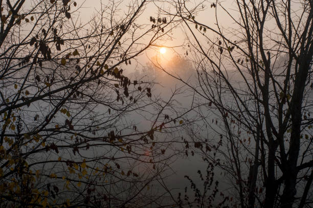 Branches silhouette, morning sun and fog