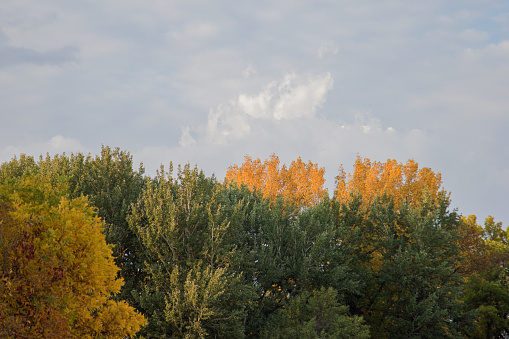 Treetops starting to show autumn color.
