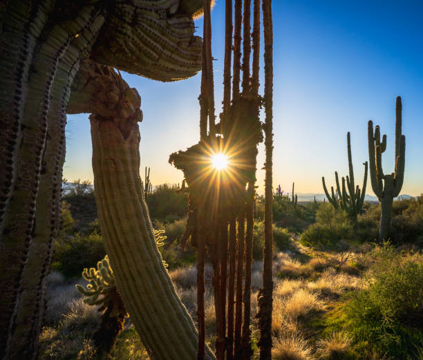 istock Sunrise peeks through a saguaro cactus dead arm 1462853228