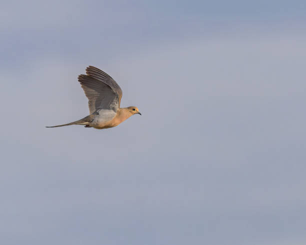 Mourning Dove (Zenaida macroura) A Mourning Dove in flight  glows golden from the setting sun. zenaida dove stock pictures, royalty-free photos & images