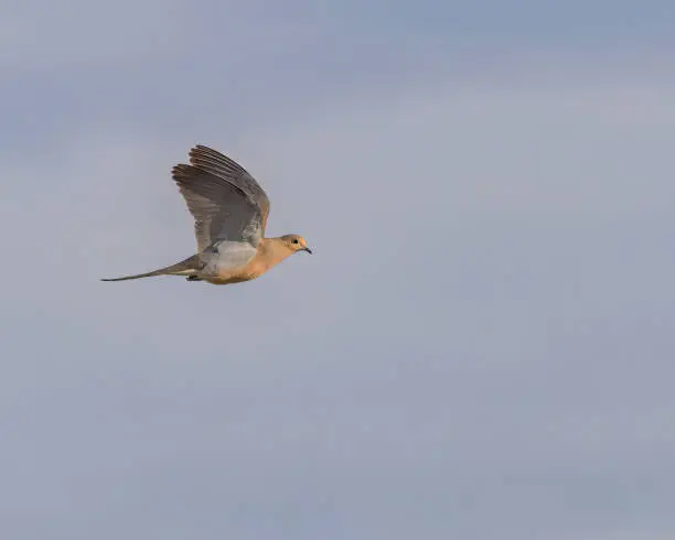 Photo of Mourning Dove (Zenaida macroura)