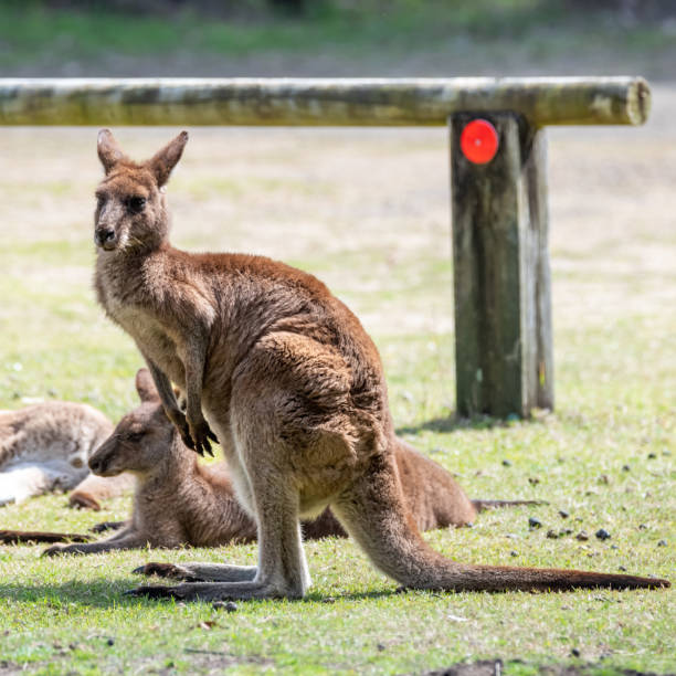 kangaoos grises orientales - parque nacional murramarang fotografías e imágenes de stock