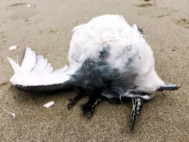 istock Storm Wrecked Bird - Fairy Prion 1462867522