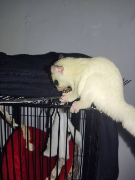 istock sugar glider leucistic eating cricket as protein 1462867525