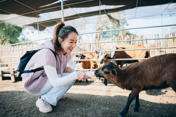 農場で羊に餌をやるアジア人女性 - sheep fence zoo enclosure ストックフォトと画像