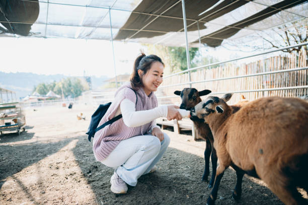 asian woman feeding sheeps on the farm - sheep fence zoo enclosure imagens e fotografias de stock