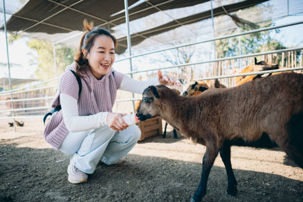 農場で羊に餌をやるアジア人女性 - sheep fence zoo enclosure ストックフォトと画像