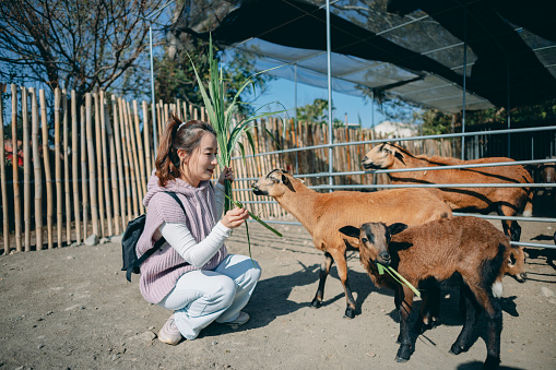 Happy excited adult feeds sheep in a wildlife park. Family leisure and activity for vacations or weekend.