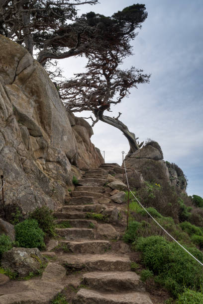 istock Point Lobos State Park Cypress Grove trail 1462874784