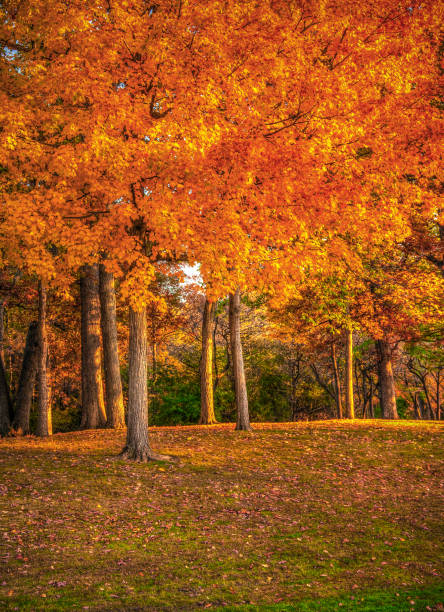 istock Michigan Golden Fall Colors in State Park Woods 1462884671
