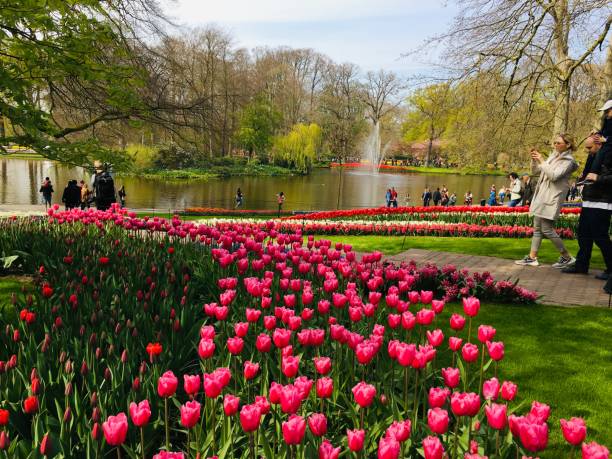 istock The Tulips in the beautiful garden. 1462897435