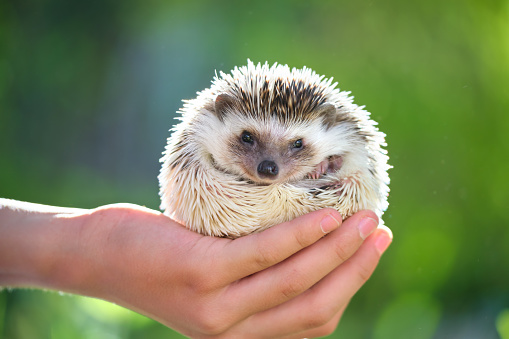 Human hands holding little african hedgehog pet outdoors on summer day. Keeping domestic animals and caring for pets concept.