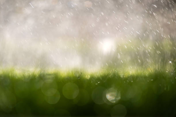 Closeup of rain droplets falling down on green grass in summer.