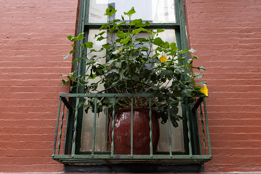 A beautiful green potted plant in a window sill outside of an old brick home in New York City