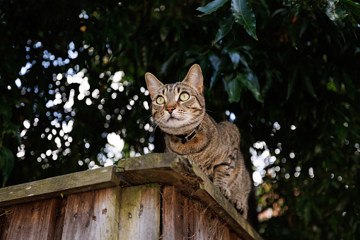Striped cat with beautiful eyes rests on a wooden fence.