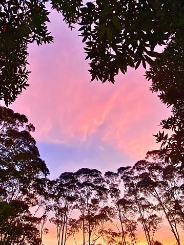 Vertical landscape of tall eucalyptus ghost gum trees lined nature yard with vibrant purplen pink blaze glow sunset in heart shap tree leaf frame in country yard Bangalow NSW Australia